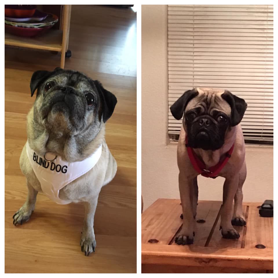 Readers pet photos